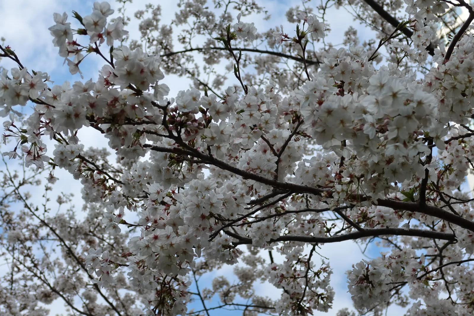 雨宿りの青空。桜、満開。