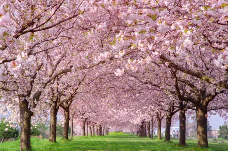 2022年桜満開